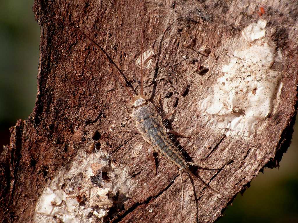 E'' Thermobia domestica?